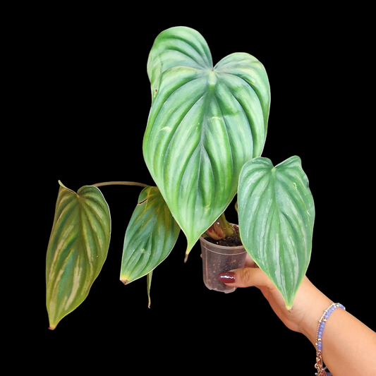 Philodendron plowmanii