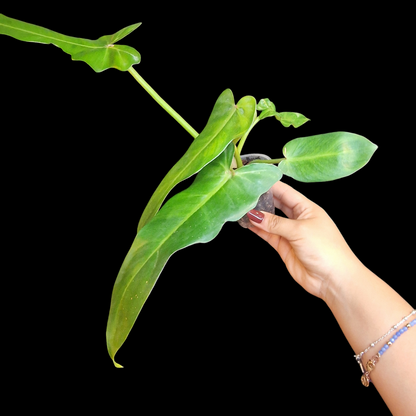 Philodendron 'Golden Dragon'