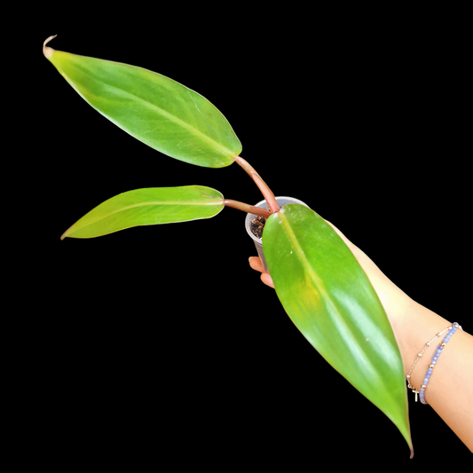 Philodendron 'Jose Buono' hybrid 'Red'