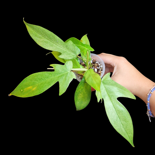 Philodendron Florida Ghost