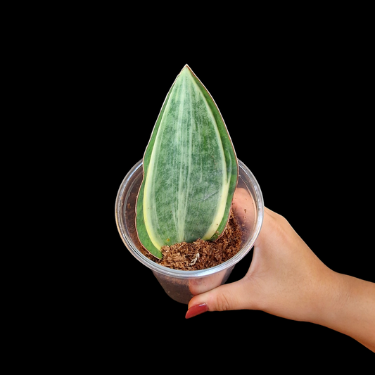 Sansevieria masoniana 'Variegata'