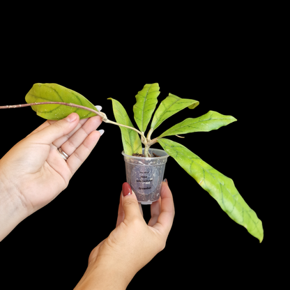 Hoya callistophylla