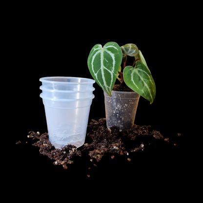 Transparent pots - 6CM