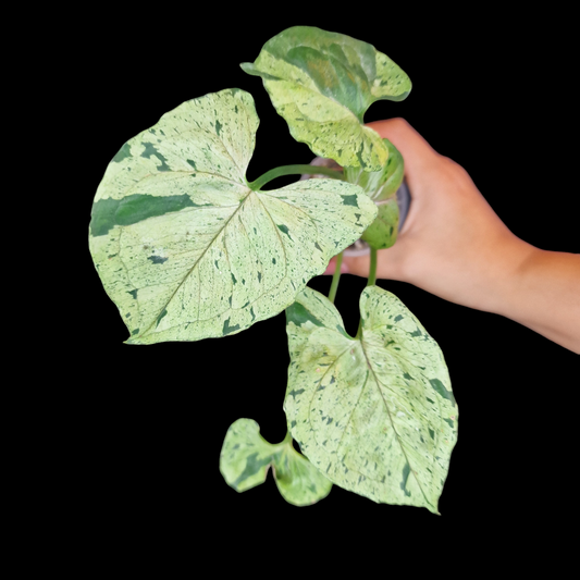 Syngonium Mottled - Mojito