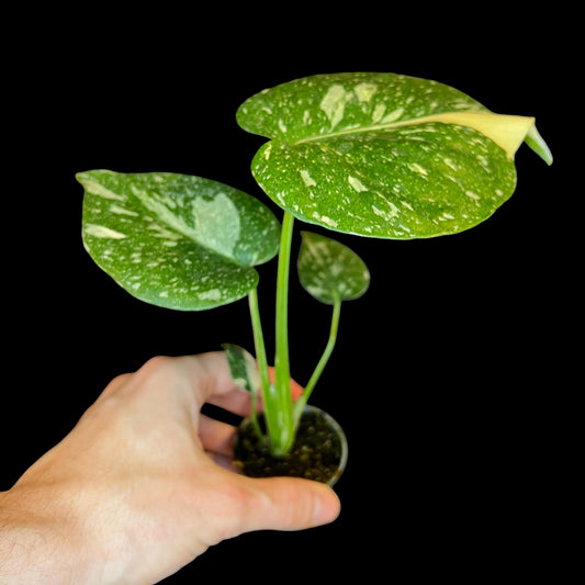 Monstera ‘Thai Constellation’