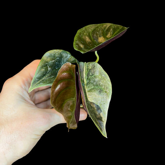 Alocasia cuprea 'Red Secret' Variegata