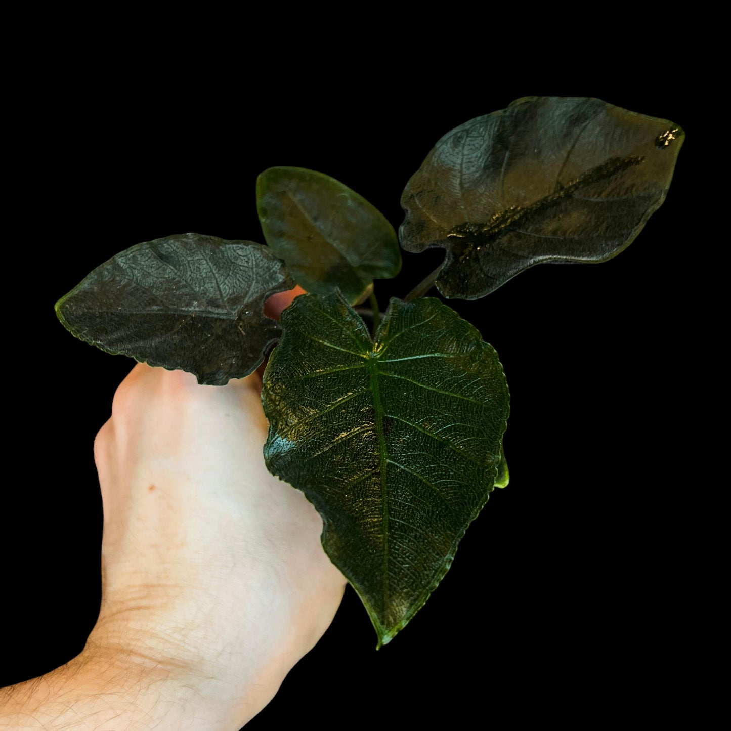 Alocasia 'Antoro Velvet'