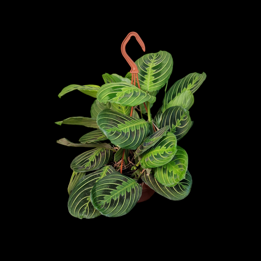 Maranta leuconeura var. erythroneura 'Lemon Lime'