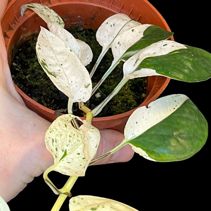 Epipremnum pinnatum 'Marble Variegata'