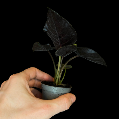 Alocasia 'Antoro Velvet'