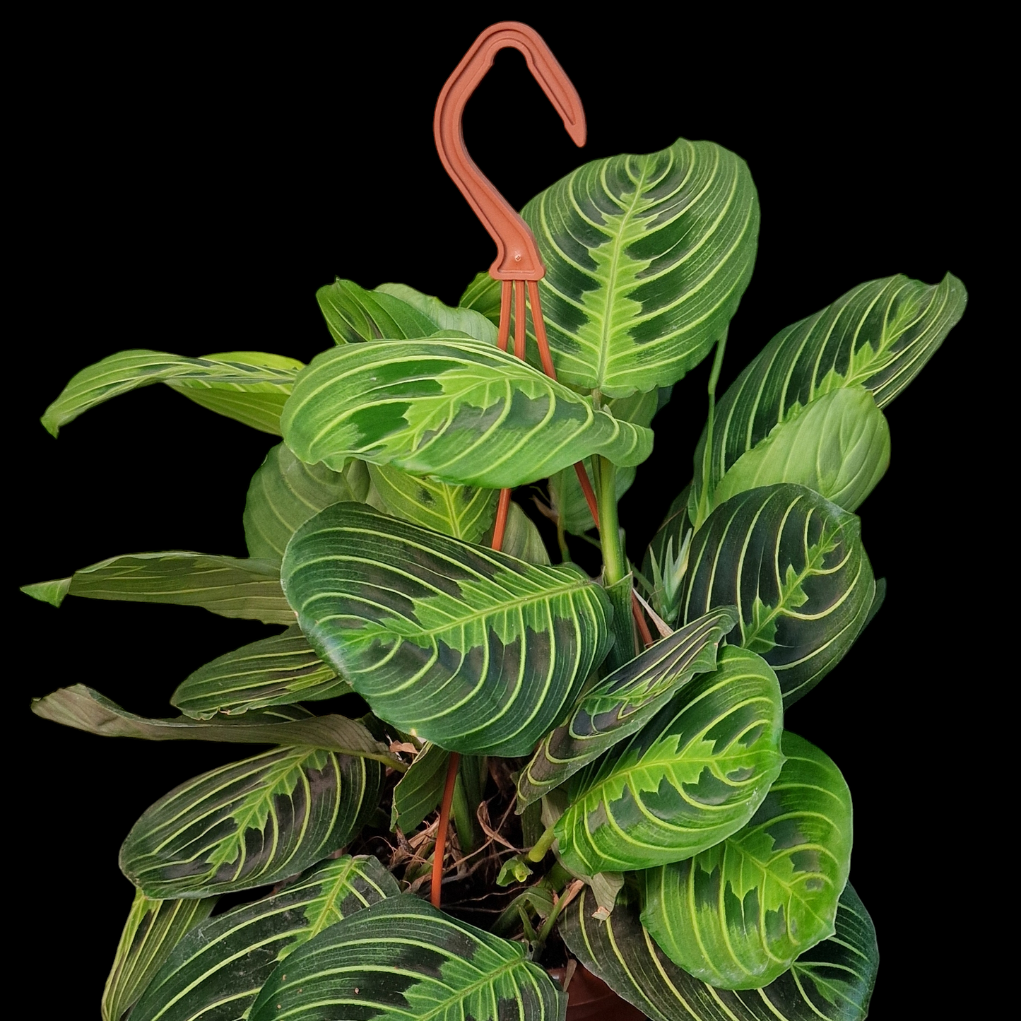 Maranta leuconeura var. erythroneura 'Lemon Lime'