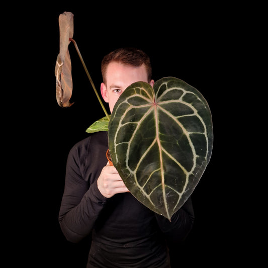 Anthurium crystallinum 'Red'