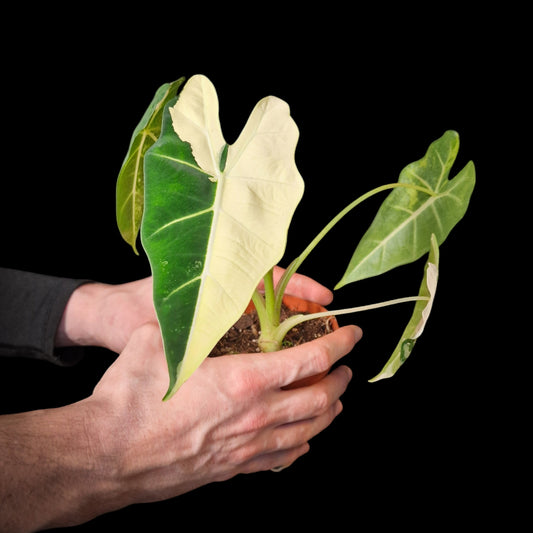 Alocasia 'Frydek' Variegata