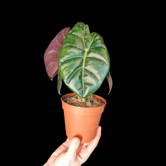 Alocasia 'Golden Bone'