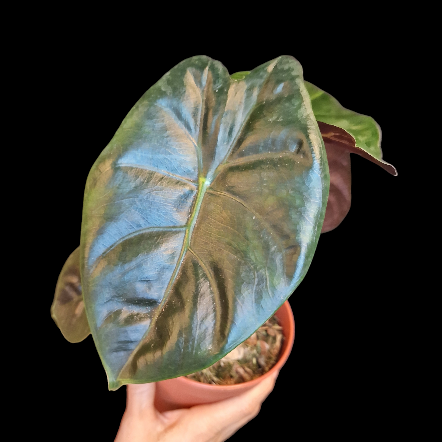 Alocasia 'Golden Bone'