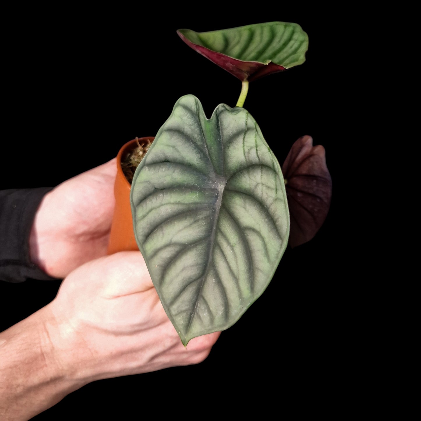 Alocasia 'Nebula Silver'