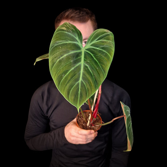 Anthurium 'Choco Red'