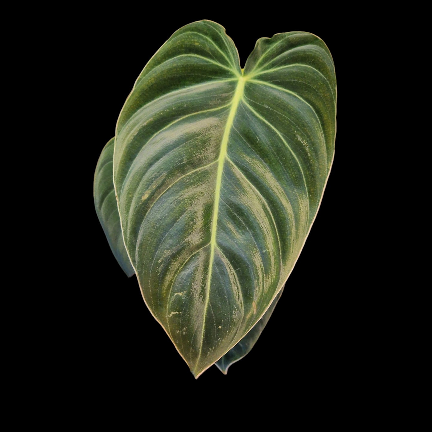 Philodendron melanochrysum