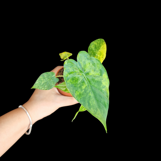 Alocasia odora Variegata (Yellow)