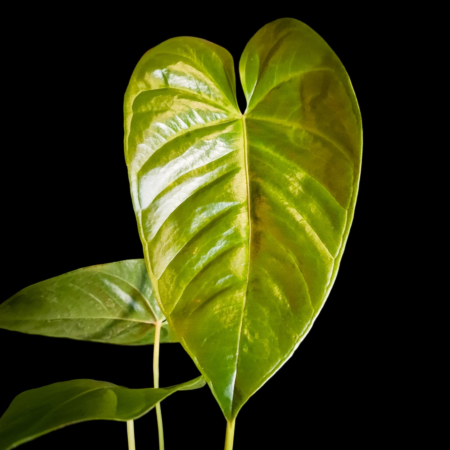 Anthurium recavum