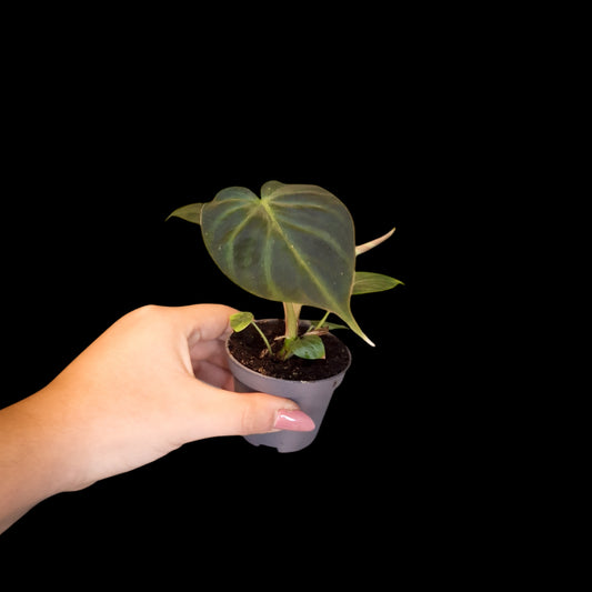 Philodendron verrucosum - Baby plante