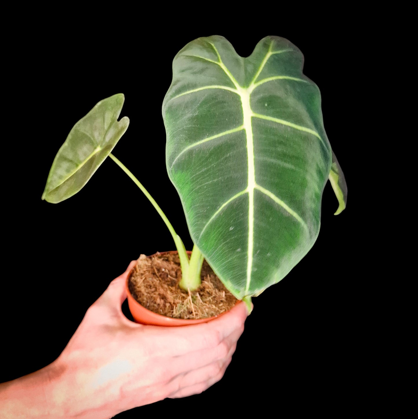 Alocasia frydek