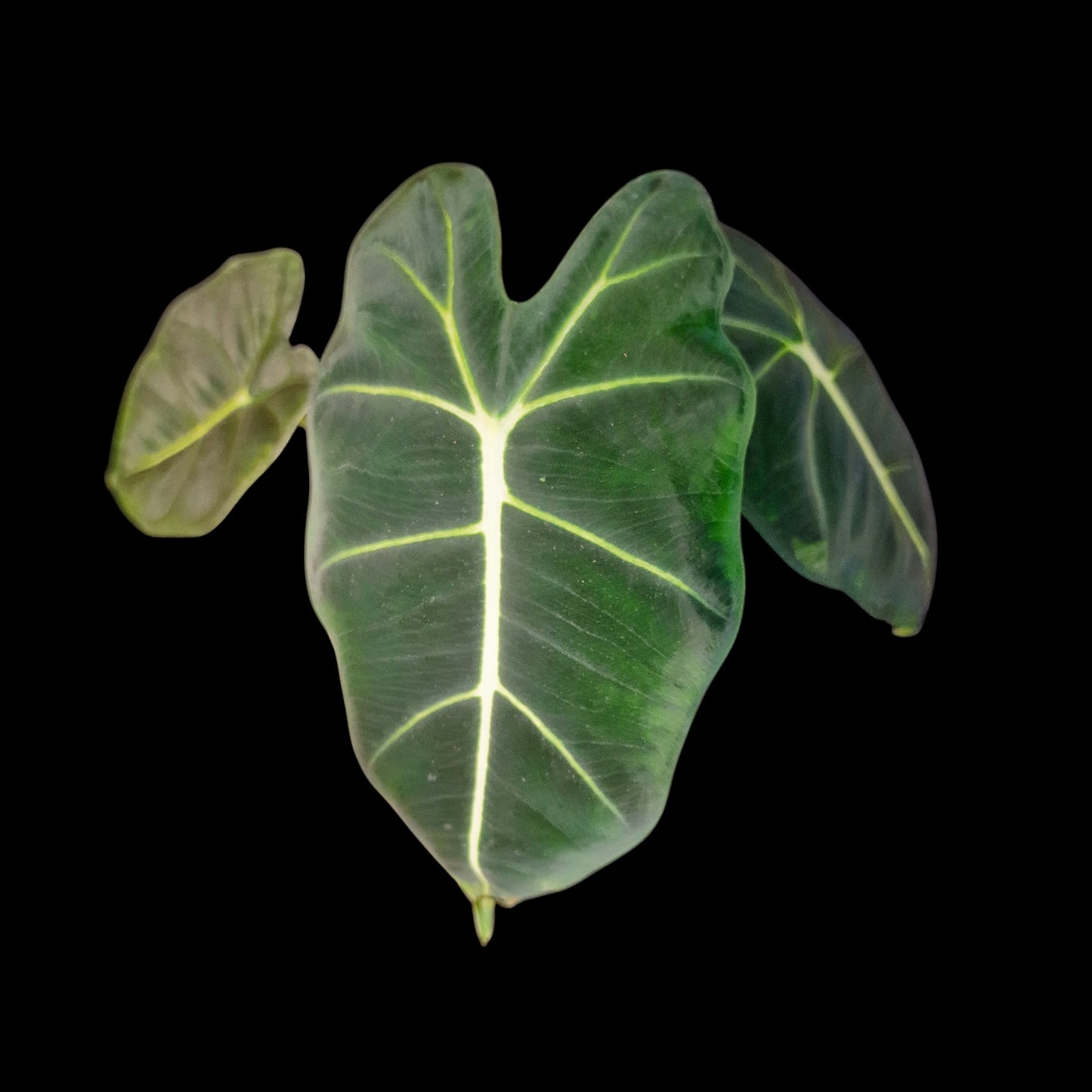 Alocasia frydek