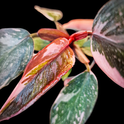 Philodendron 'Pink Princess'