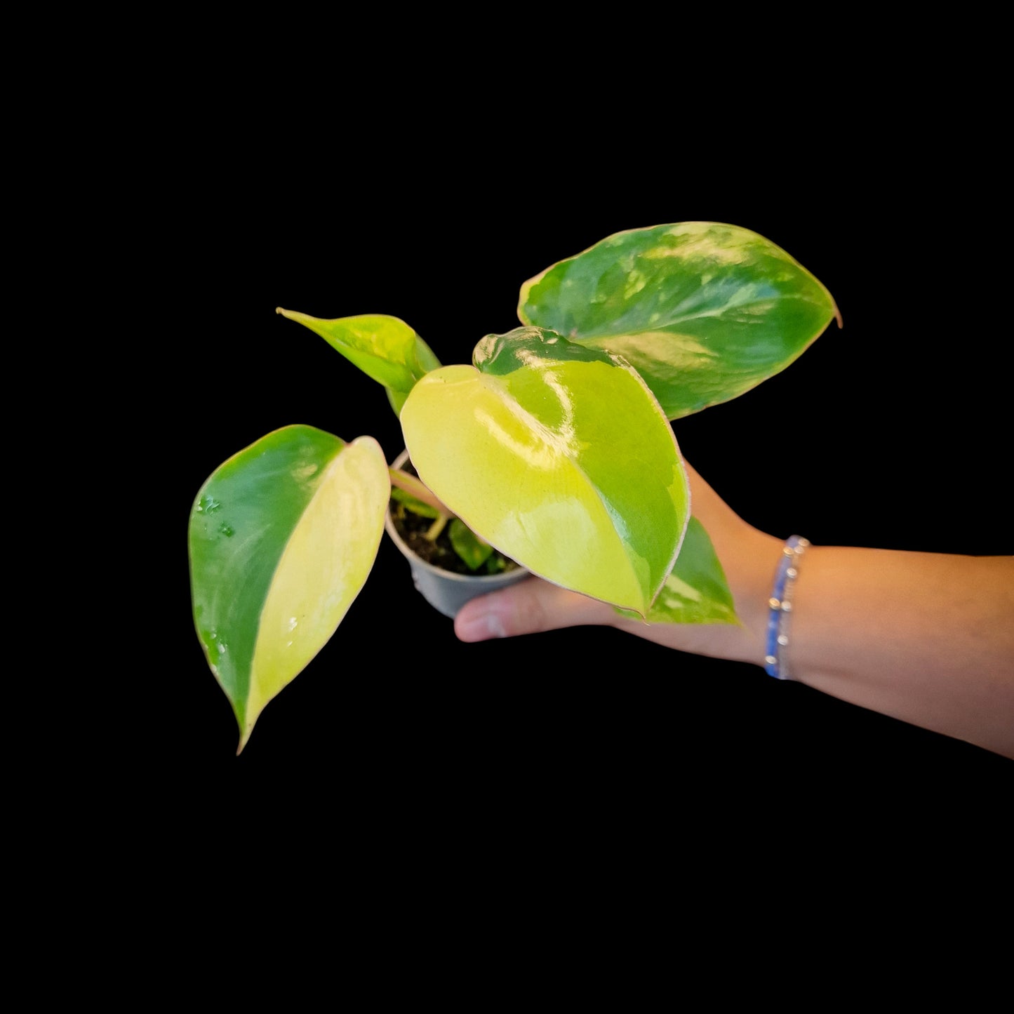 Philodendron 'Burle Marx' Variegata