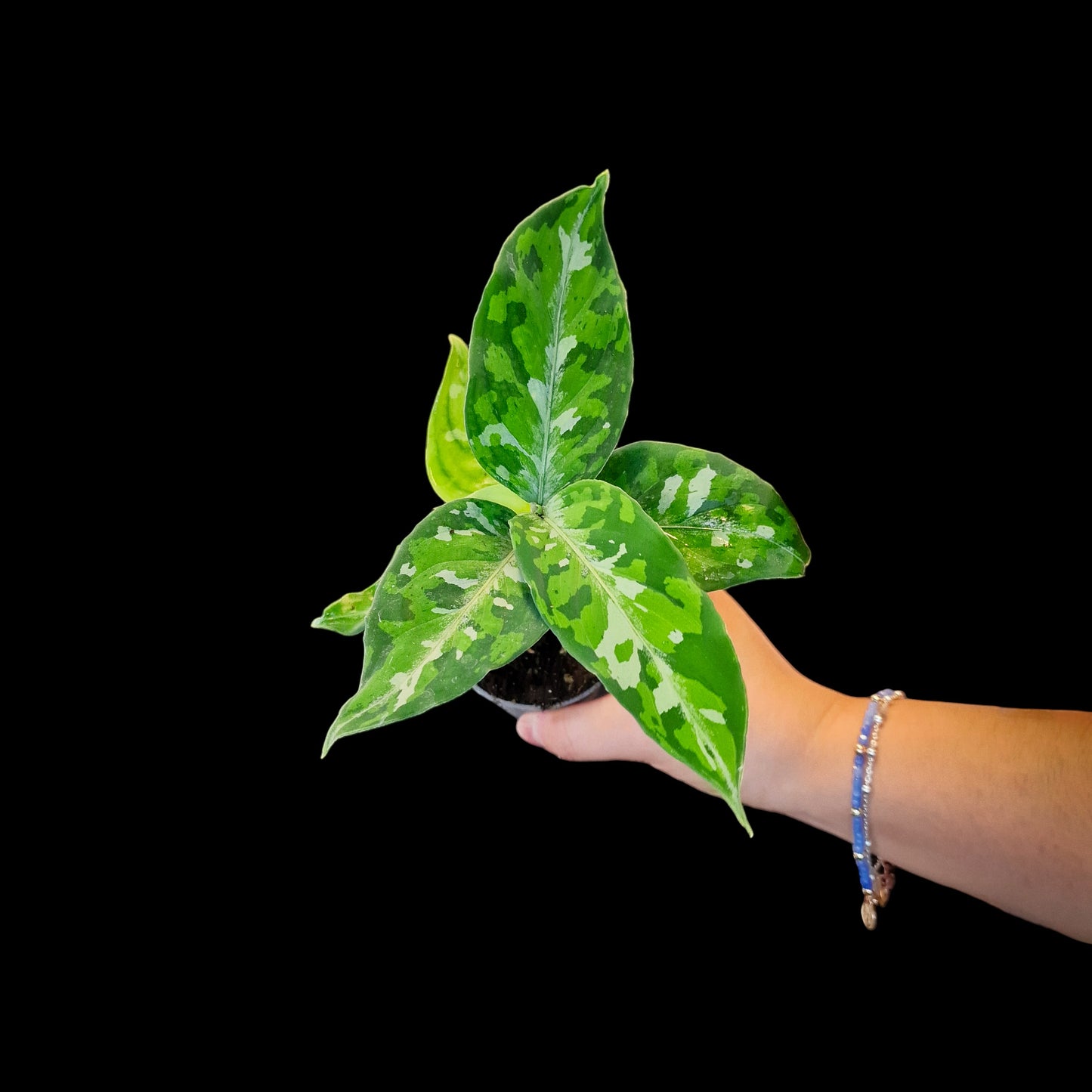 Aglaonema pictum 'Tricolor'