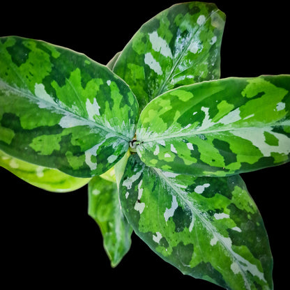 Aglaonema pictum 'Tricolor'