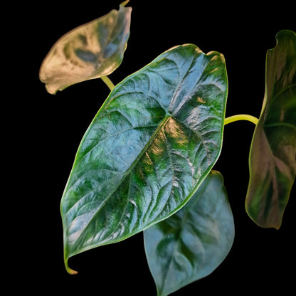 Alocasia 'Green Unicorn'