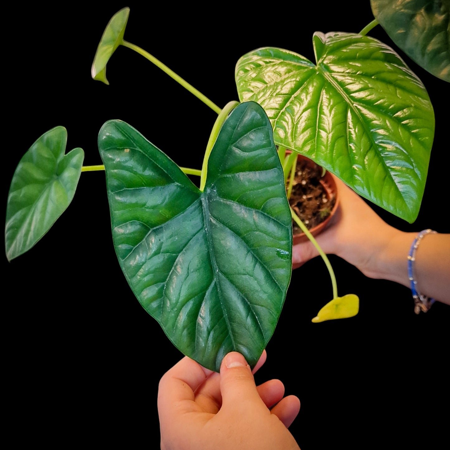 Alocasia 'Green Shield'