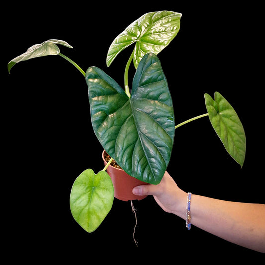 Alocasia 'Green Shield'