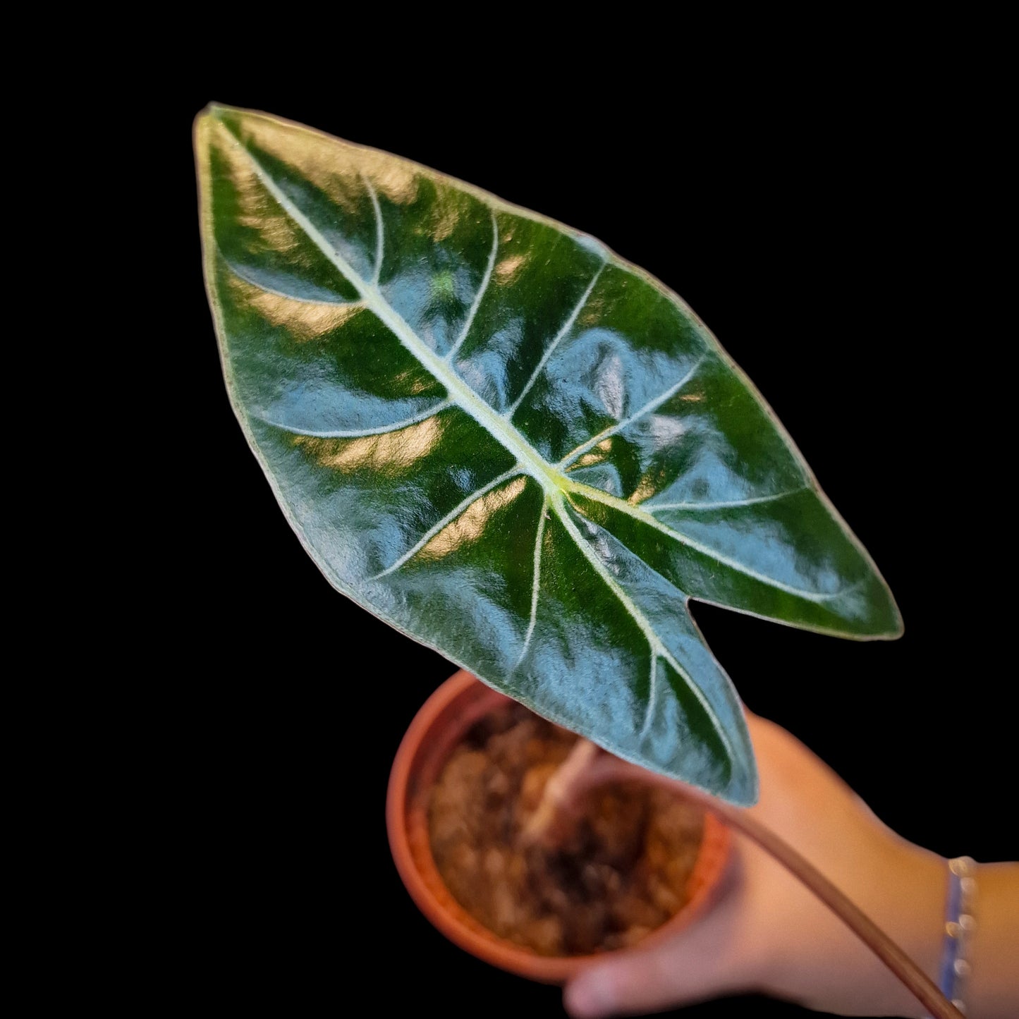 Philodendron 'Dragon Tooth'