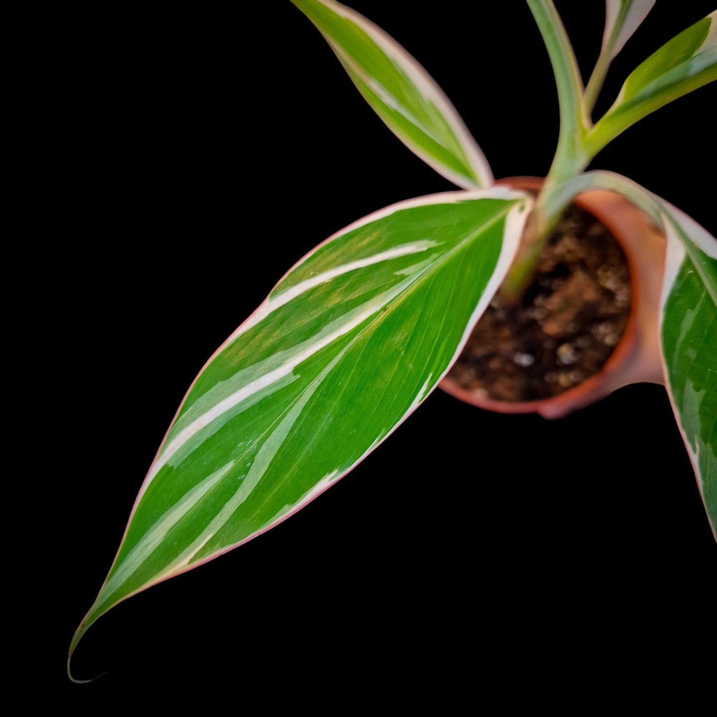 Musa 'Florida' Variegata