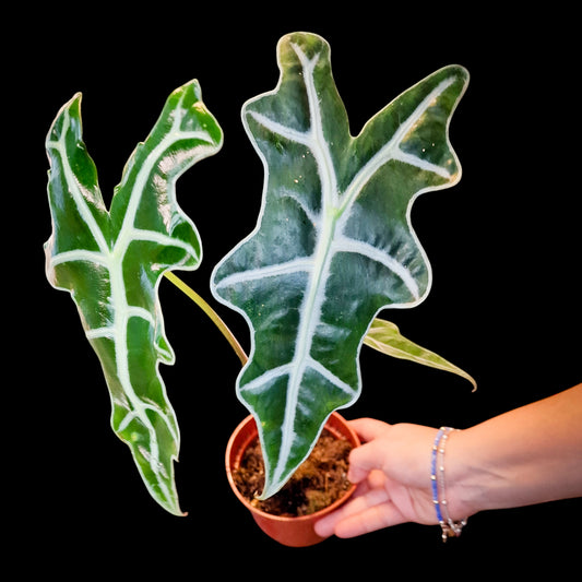 Alocasia nobilis