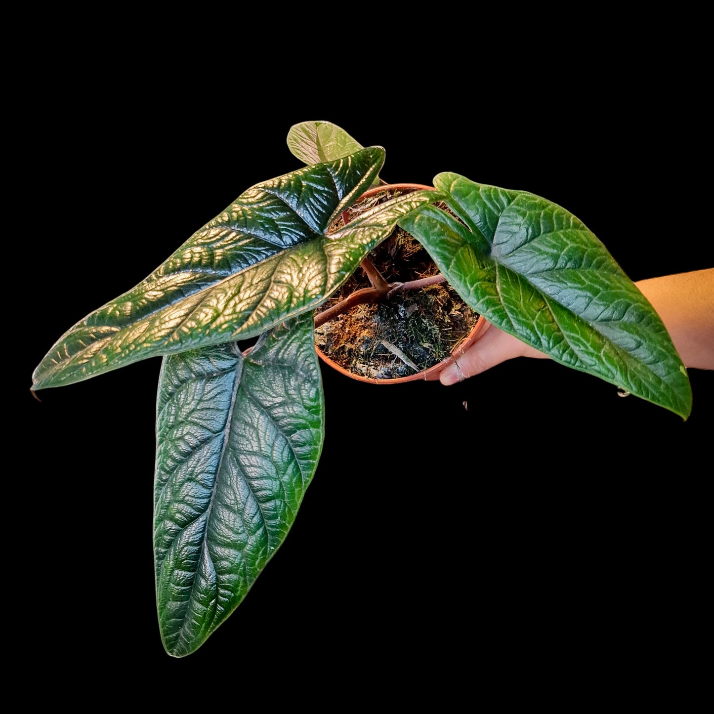 Alocasia scalprum (Medimun Size)