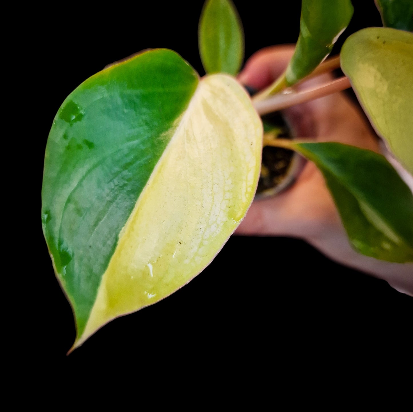 Philodendron 'Burle Marx' Variegata