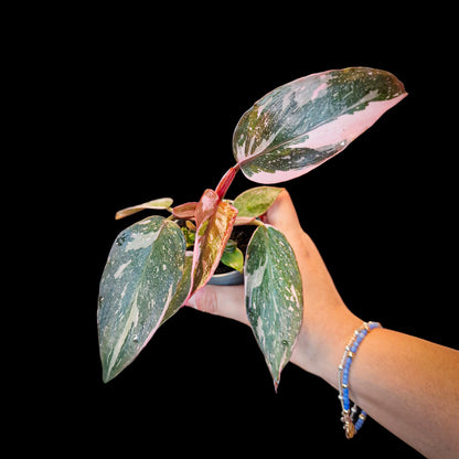 Philodendron 'Pink Princess'