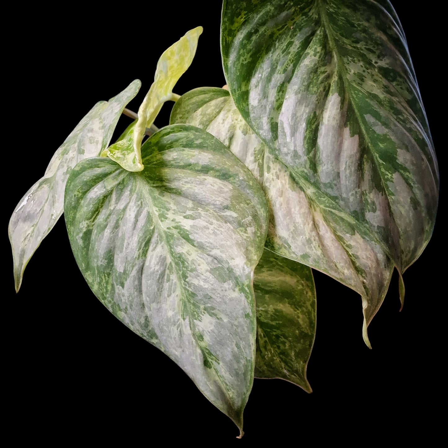 Philodendron sodiroi Variegata