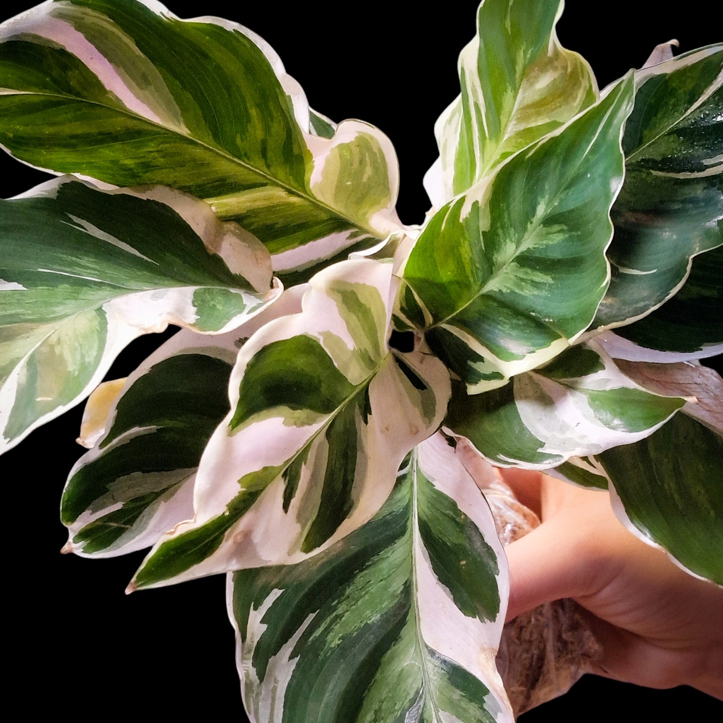 Calathea 'White Fusion'