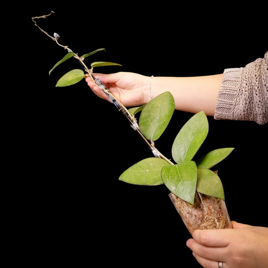 Hoya vitellina HSL