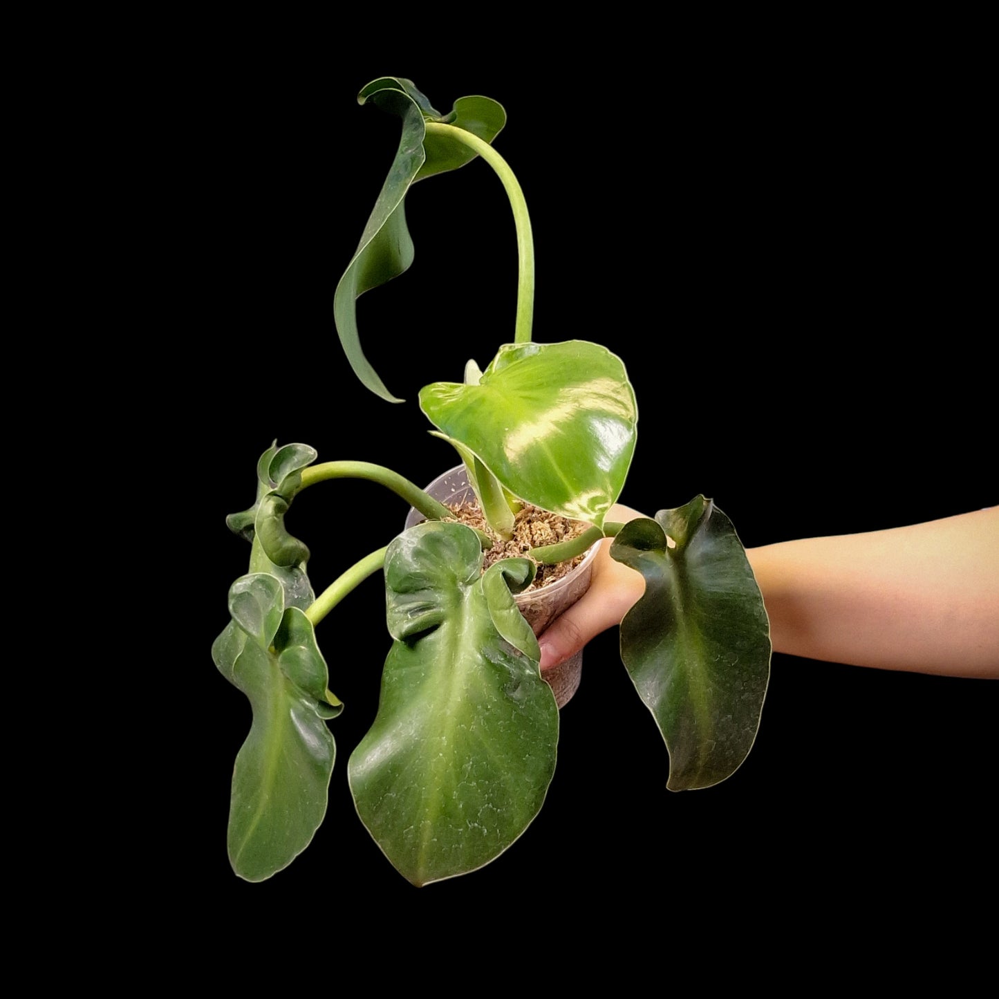 Philodendron rugosum 'Aberrant Form'