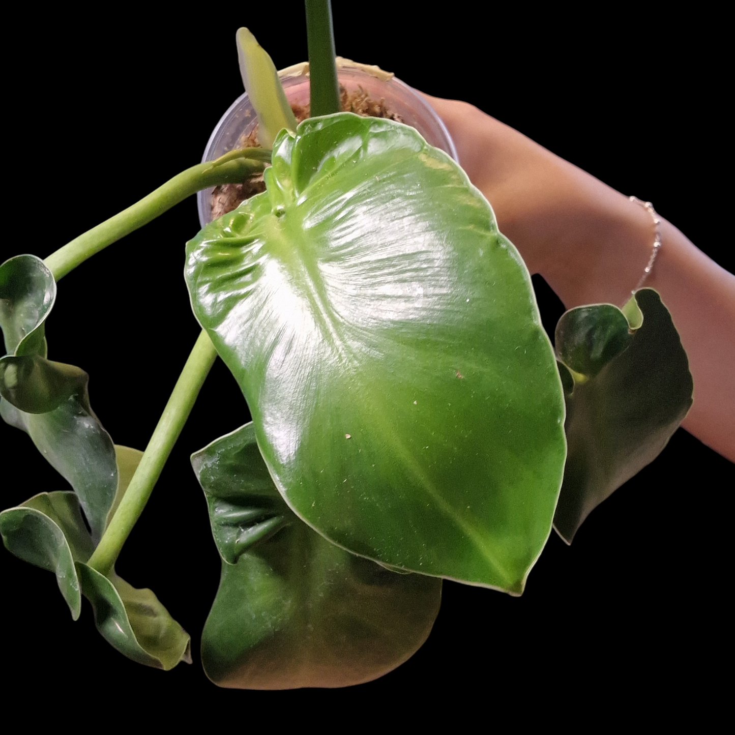 Philodendron rugosum 'Aberrant Form'