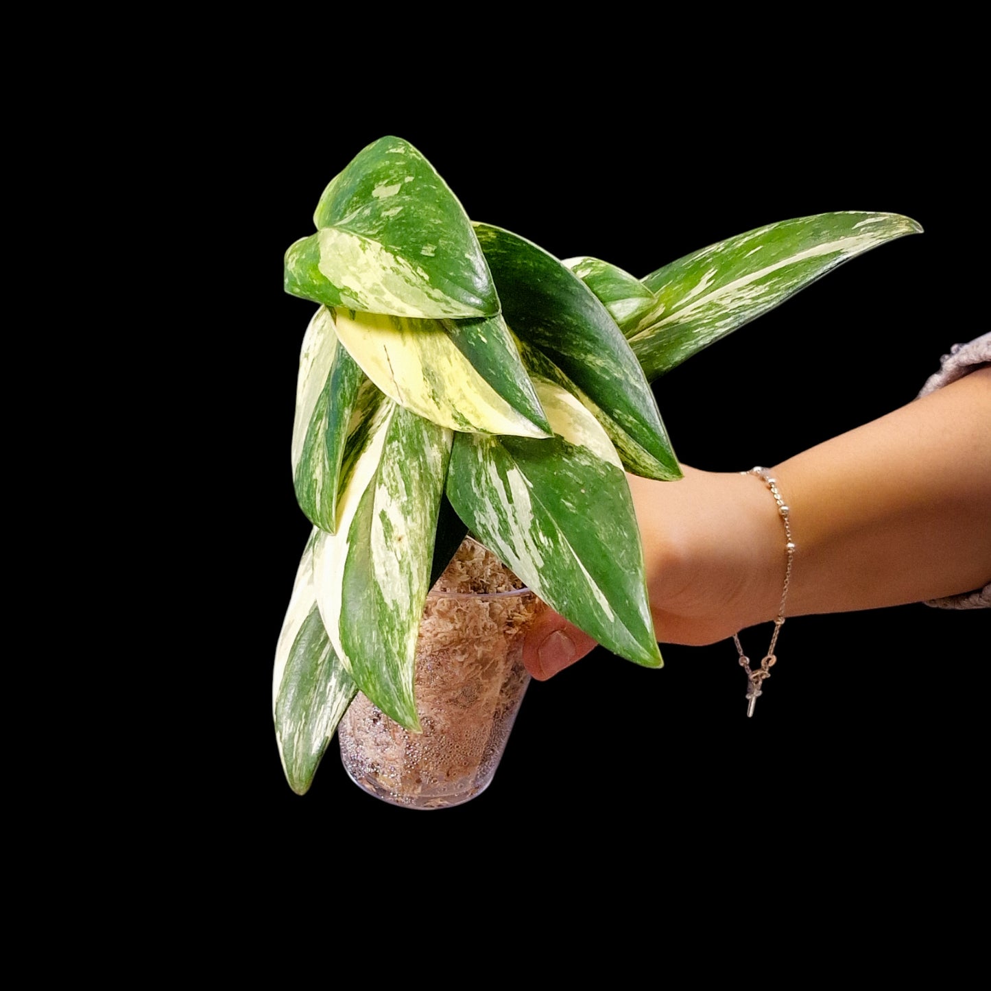 Monstera standleyana Aurea Variegata