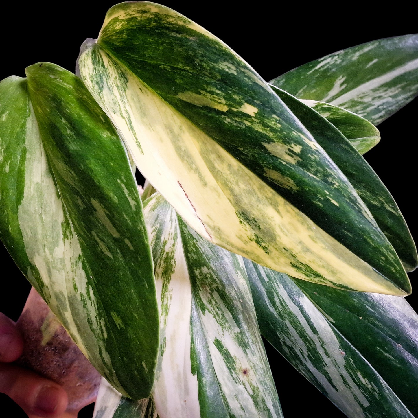 Monstera standleyana Aurea Variegata