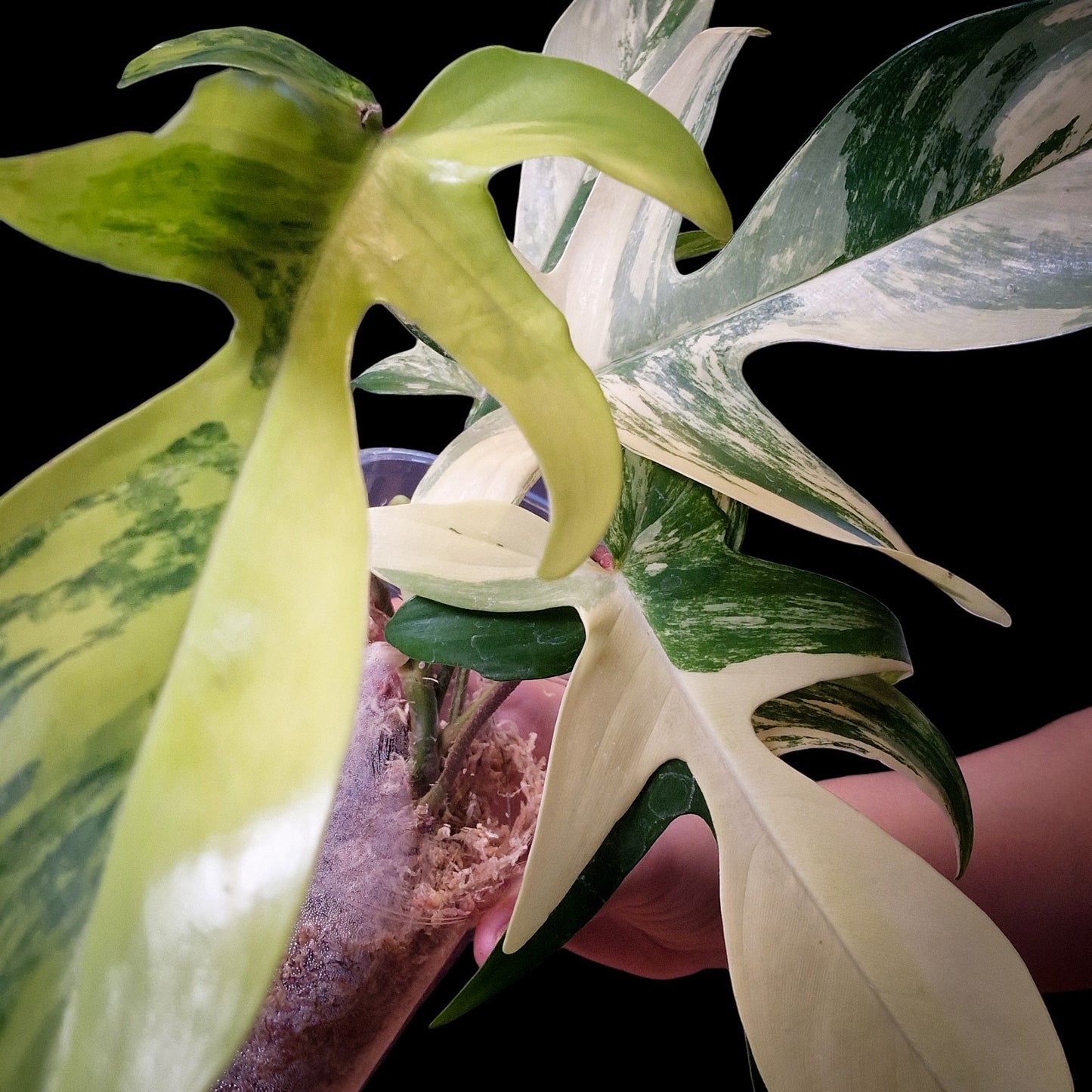 Philodendron 'Florida Beauty' Variegata