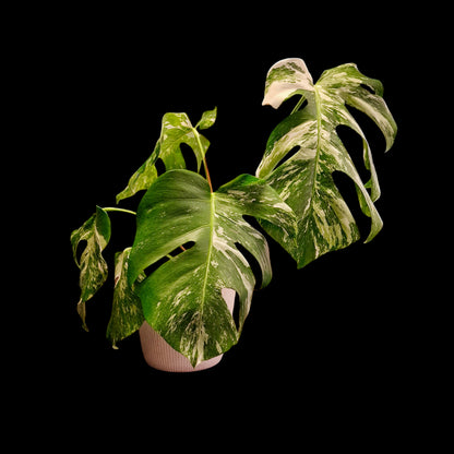 Monstera Variegata