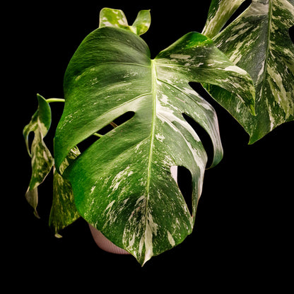 Monstera Variegata